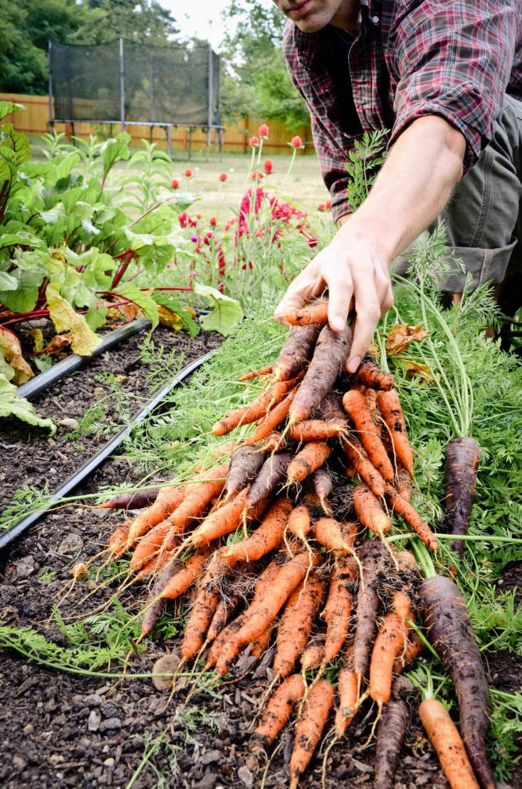 Field Guide Carrots Gardenista